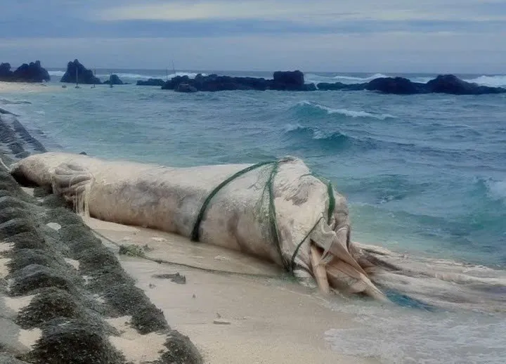 Quảng Ngãi: Phát hiện 1 xác cá voi dài 10m trôi vào đặc khu Lý Sơn