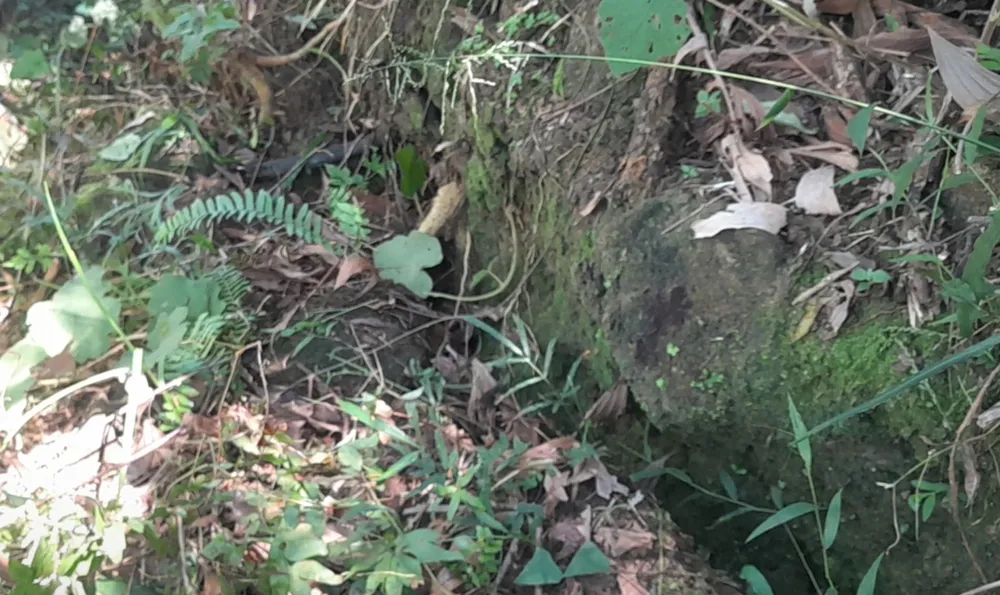 Quảng Ngãi: Nguy cơ sạt lở núi Gò Oát, đe dọa đến hơn 200 nhân khẩu