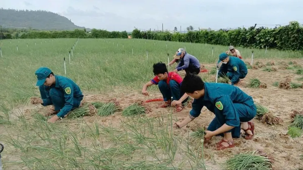 Lực lượng dân quân giúp người dân thu hoạch hành tím. Ảnh: MAI BÌNH