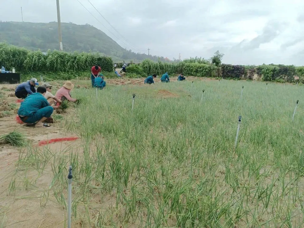 đặc khu lý sơn (2).jpg