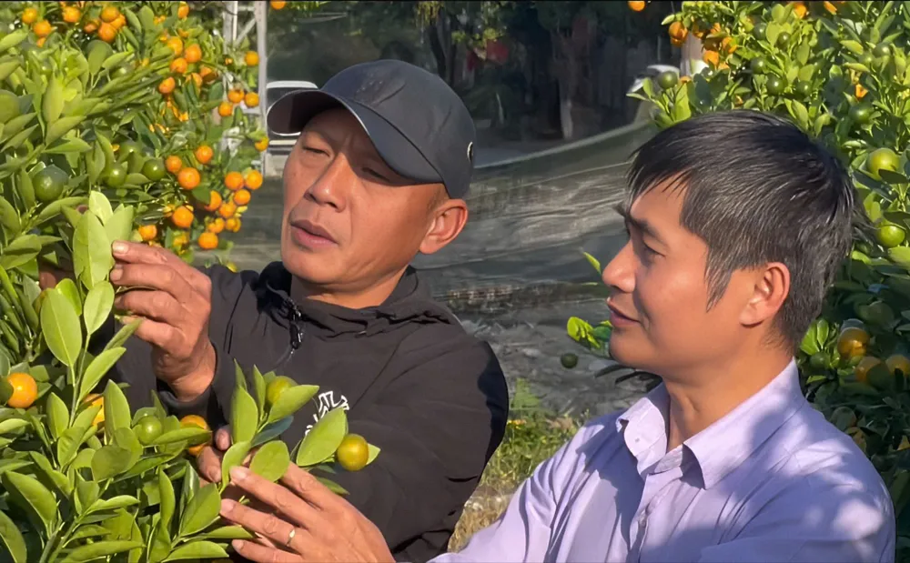 Hướng đi mới trong trồng cây quất cảnh ở Quảng Ngãi