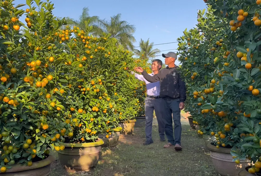Hướng đi mới trong trồng cây quất cảnh ở Quảng Ngãi