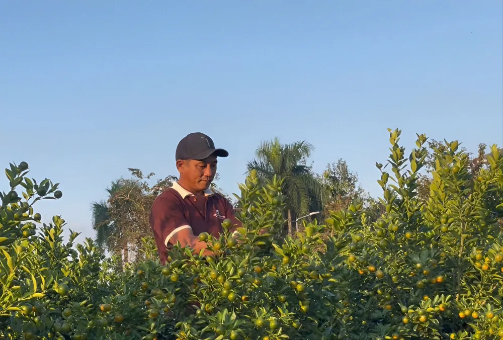 Hướng đi mới trong trồng cây quất cảnh ở Quảng Ngãi