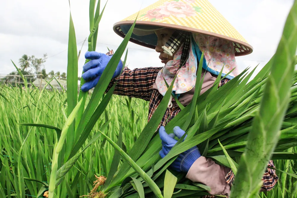 hoa lay on 5 (1 of 1).jpg