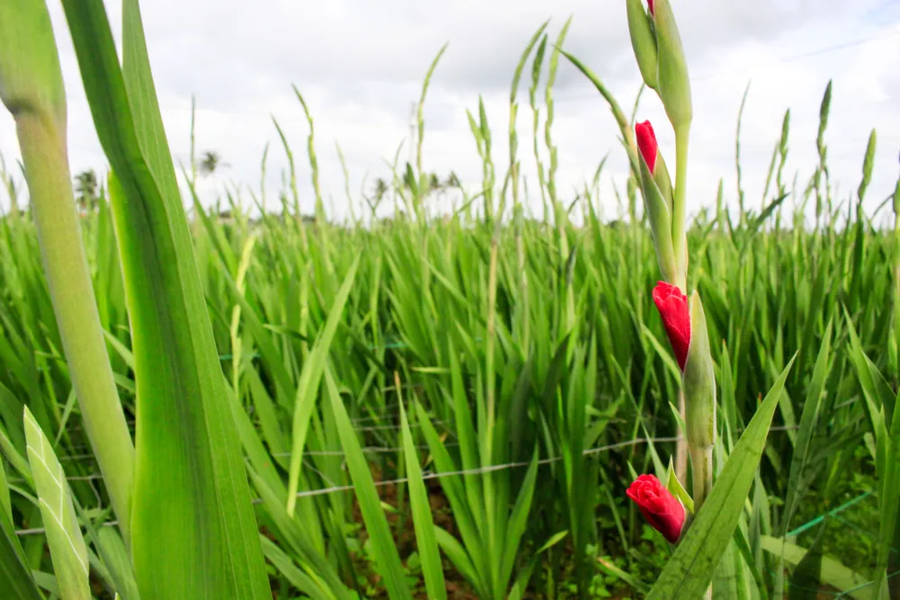 hoa lay on 6 (1 of 1).jpg