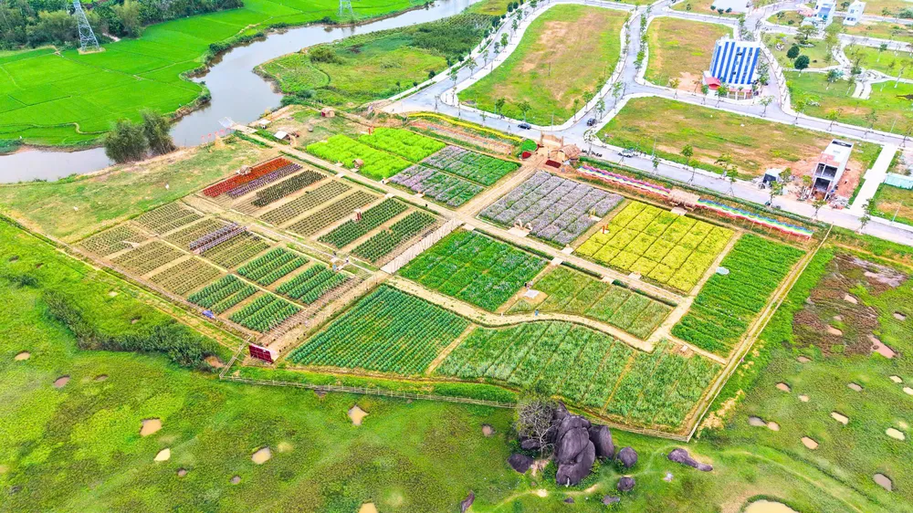 canh dong hoa (1).jpg