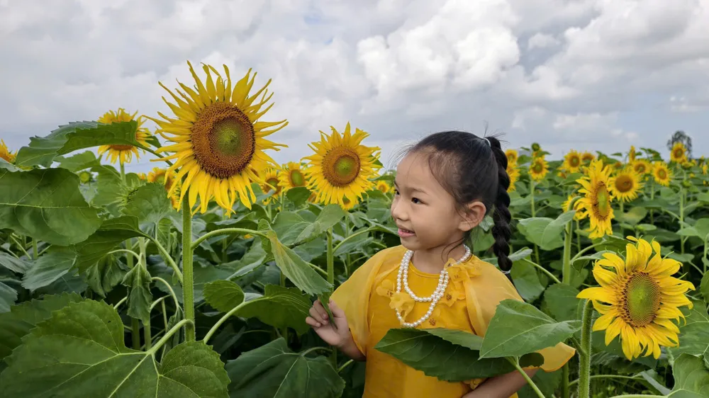 canh dong hoa (3).jpg
