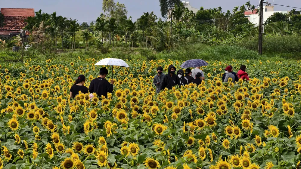 canh dong hoa (7).jpg