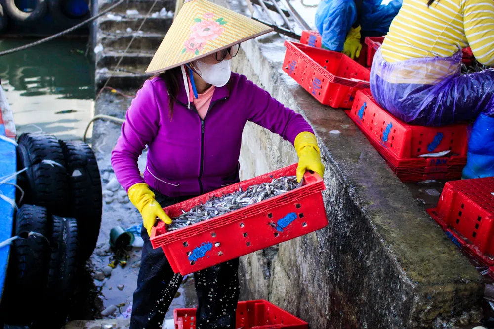 cá cơm 1 (1 of 1).jpg