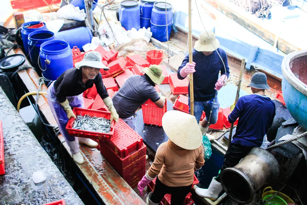 cá cơm 12 (1 of 1).jpg