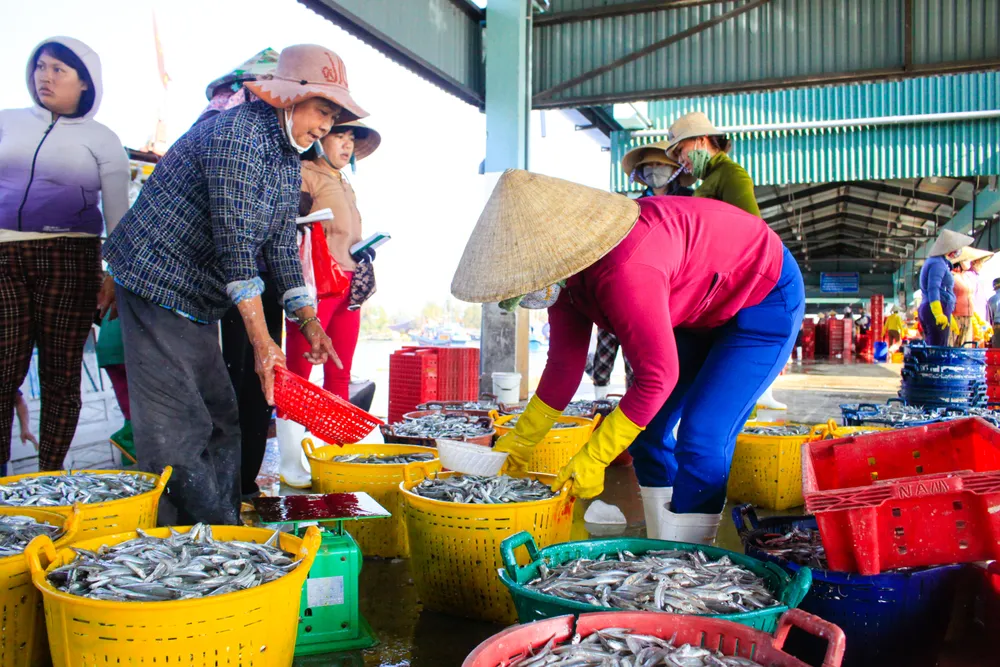 cá cơm 16 (1 of 1).jpg