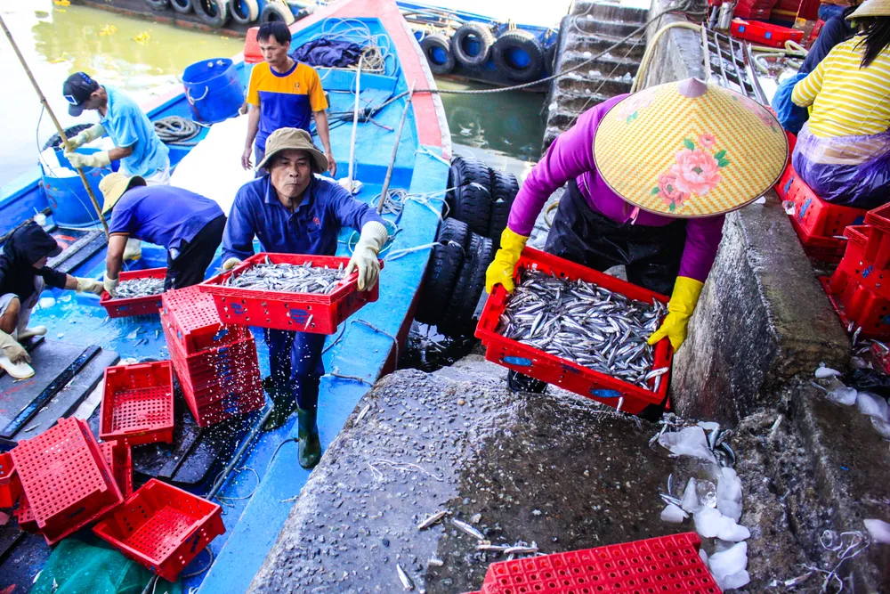 cá cơm 18 lay (1 of 1).jpg