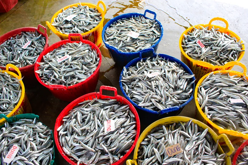 cá cơm 2 (1 of 1).jpg