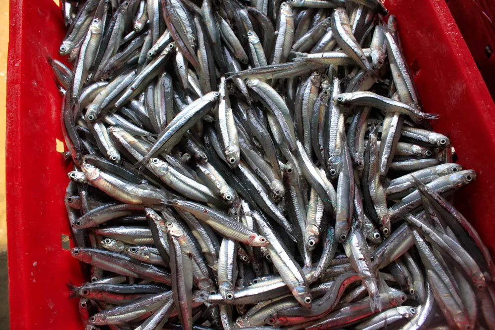 cá cơm 4 (1 of 1).jpg