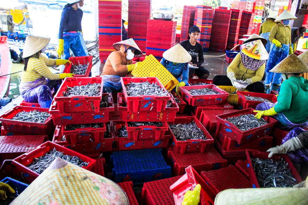 cá cơm 5 (1 of 1).jpg