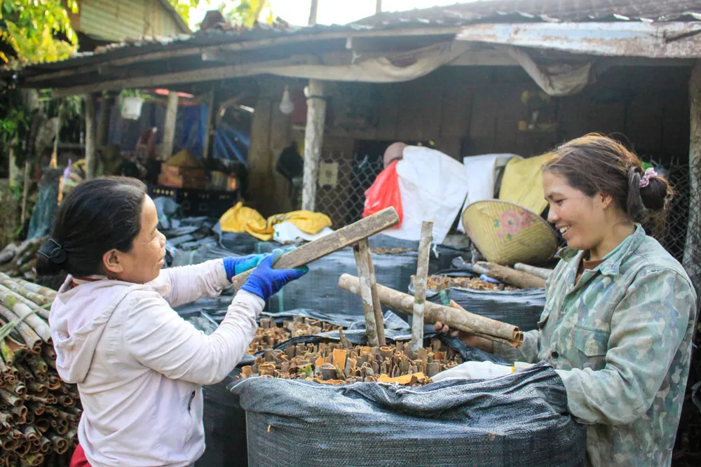 quế trà bồng 4 (1 of 1).jpg