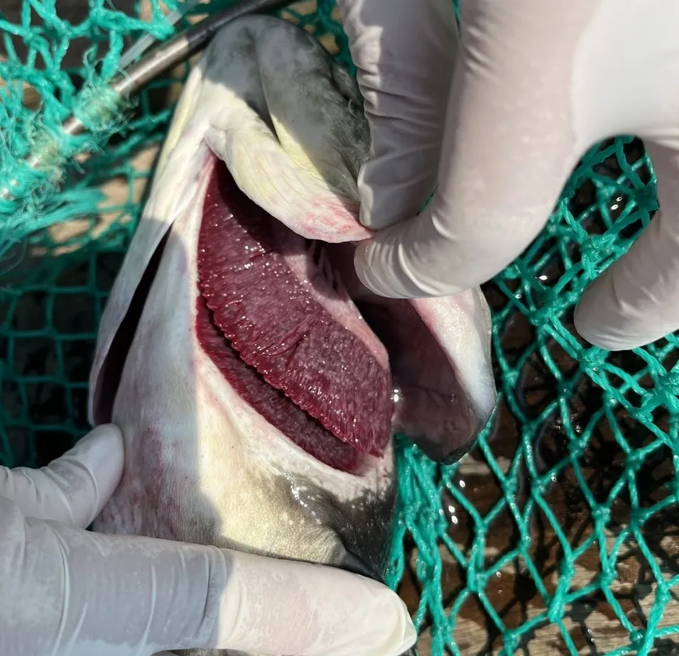 đình nhựt (8).jpg