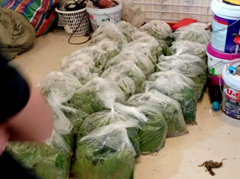 lá tuồng về.jpg