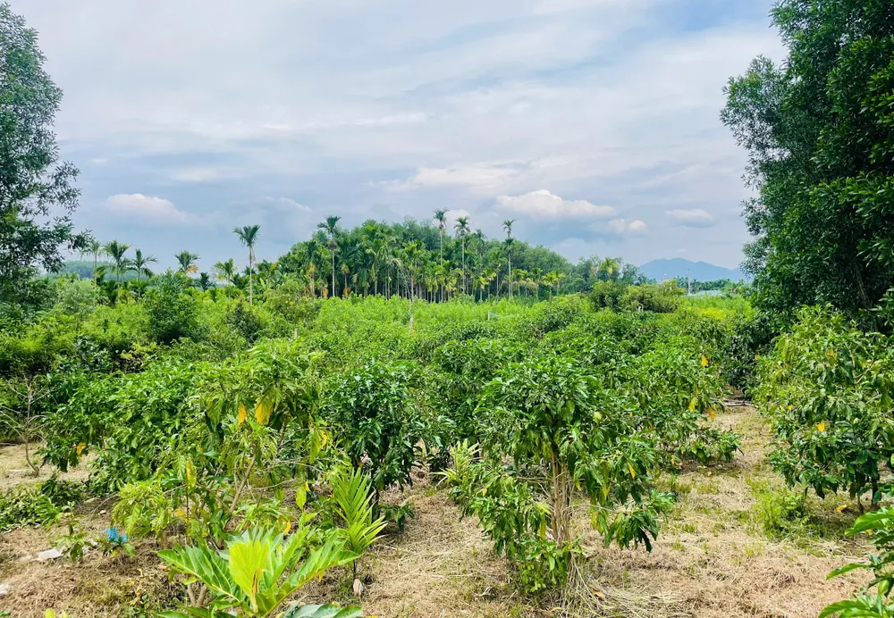 vườn nhau.jpg