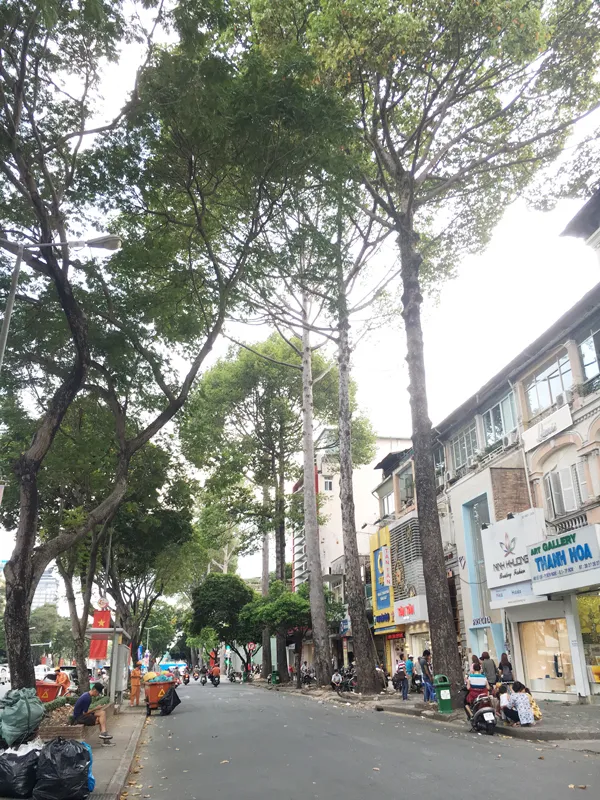 Xử lý 28 cây xanh trên đường Lê Lợi do ảnh hưởng tuyến metro ảnh 1