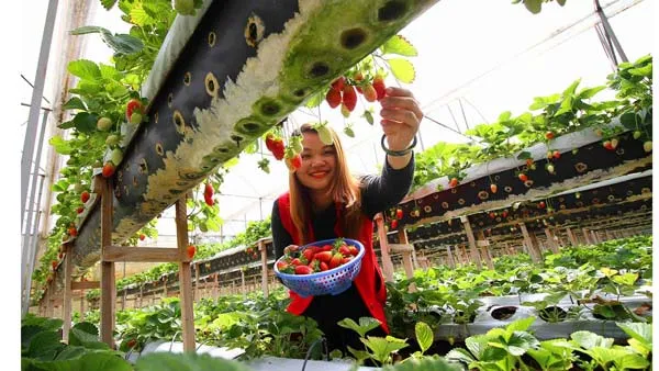 Dâu tây Đà Lạt sẽ được dán tem ảnh 1