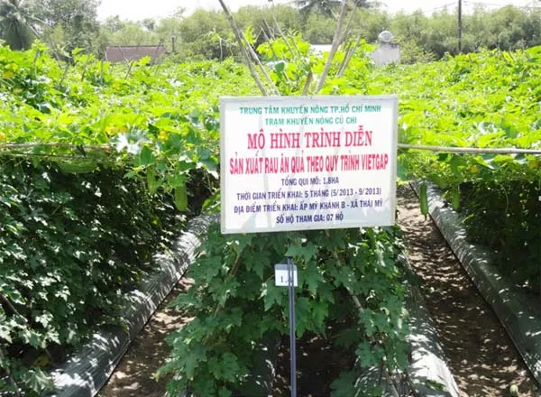 Sản xuất rau ăn quả theo VietGAP ảnh 1