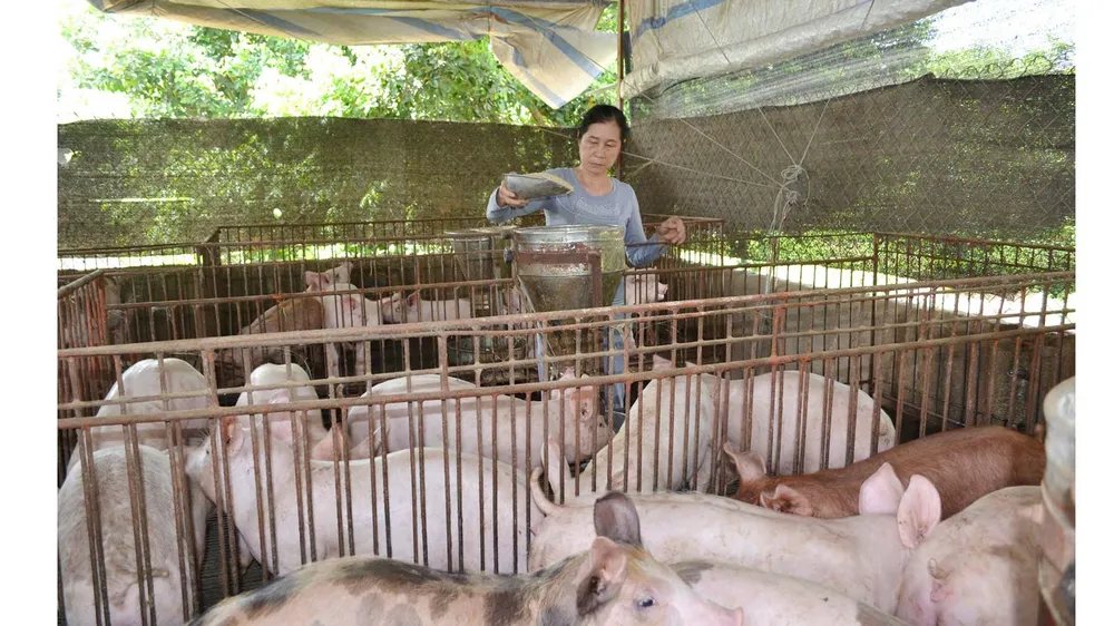 Lượng heo tồn đọng ở Đồng Nai chủ yếu của DN nuôi gia công ảnh 1