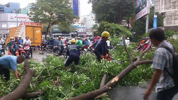Cây xanh gãy đè ô tô, giao thông ùn tắc  ảnh 1
