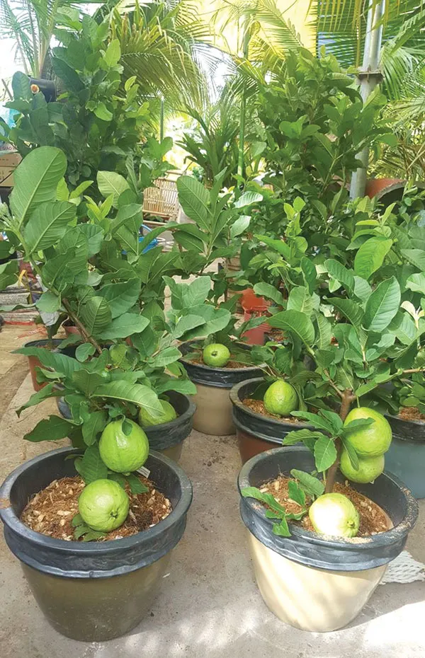 Trồng thành công giống ổi mới trong chậu nhỏ cho nhiều trái ảnh 1