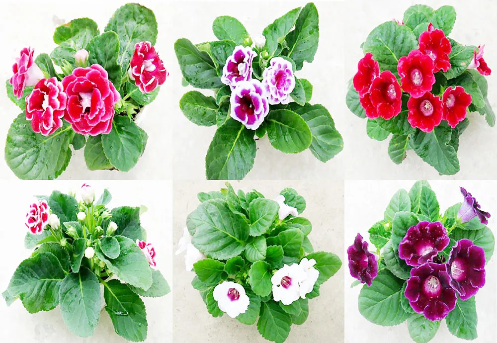 Bảo hộ giống cây trồng  ảnh 1