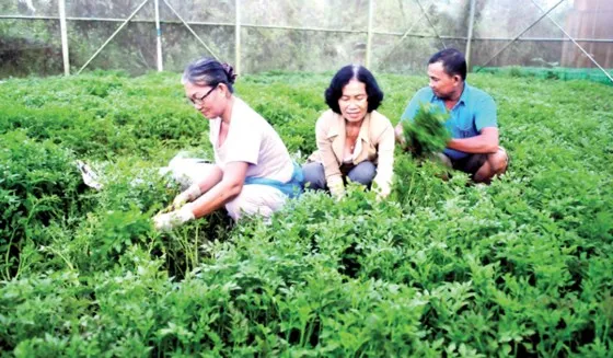 Khó của rau VietGAP ảnh 1