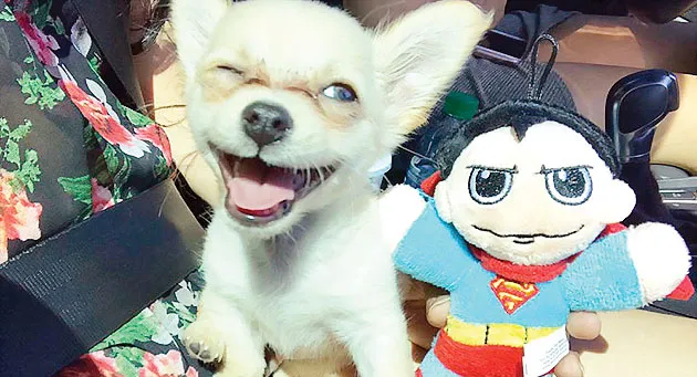 Chú cún bị bỏ rơi gây sốt cộng đồng mạng ảnh 1