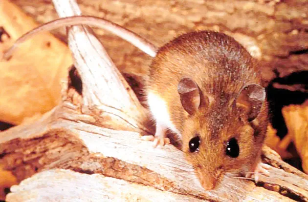 Dịch hantavirus ở Mỹ ảnh 1