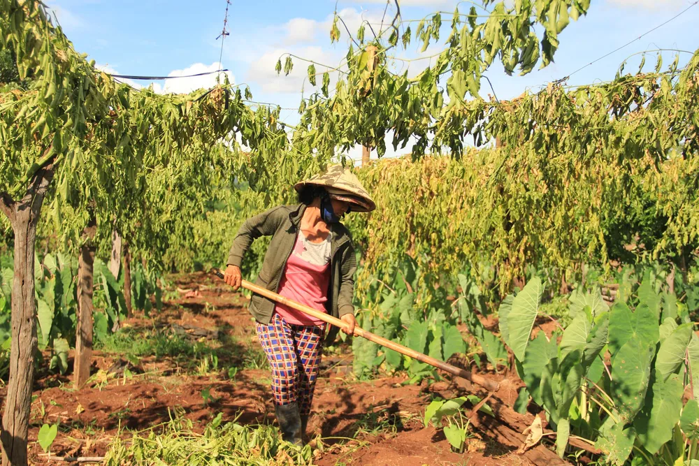 Công ty cung cấp giống chanh dây không quả bồi thường thiệt hại cho dân ảnh 1