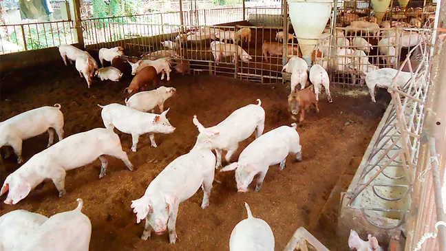 Chăn nuôi sinh học ảnh 1