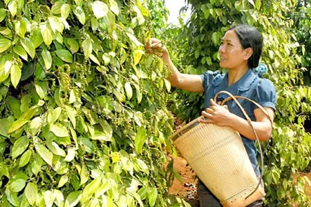 Xuất khẩu hồ tiêu: Lượng tăng, giá trị giảm ảnh 1