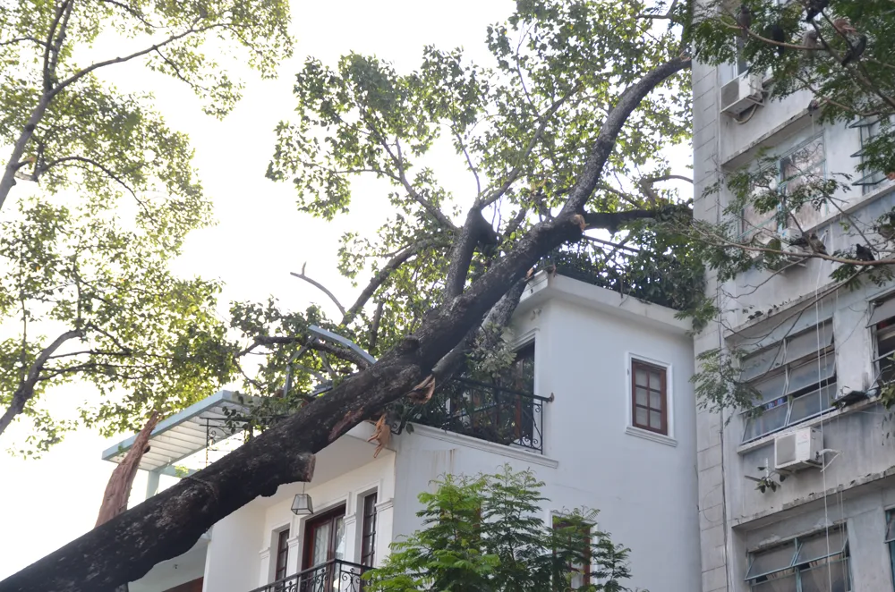 Cây cổ thụ bật gốc ngã đè trúng nhà 3 tầng ở TPHCM ảnh 2