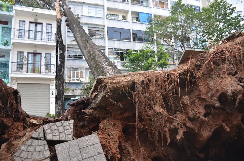 Cây cổ thụ bật gốc ngã đè trúng nhà 3 tầng ở TPHCM ảnh 3