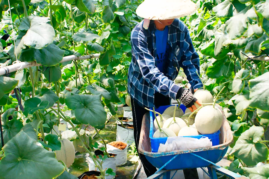 Trồng dưa lưới trong nhà màng ảnh 1