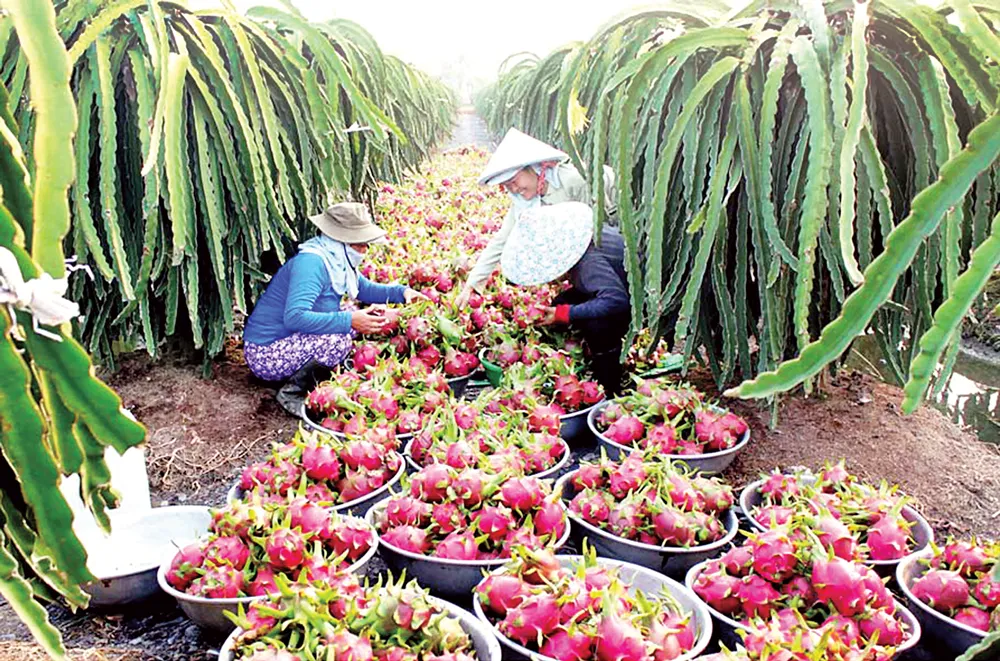 Xuất khẩu vào thị trường Hàn Quốc: Cửa rộng nhưng khó lọt ảnh 1