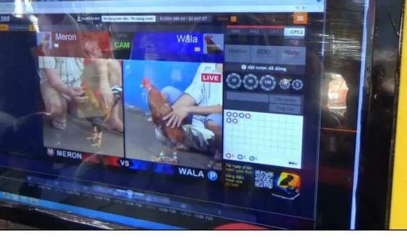 Phá tụ điểm đá gà qua mạng ở vùng ven TPHCM ảnh 2