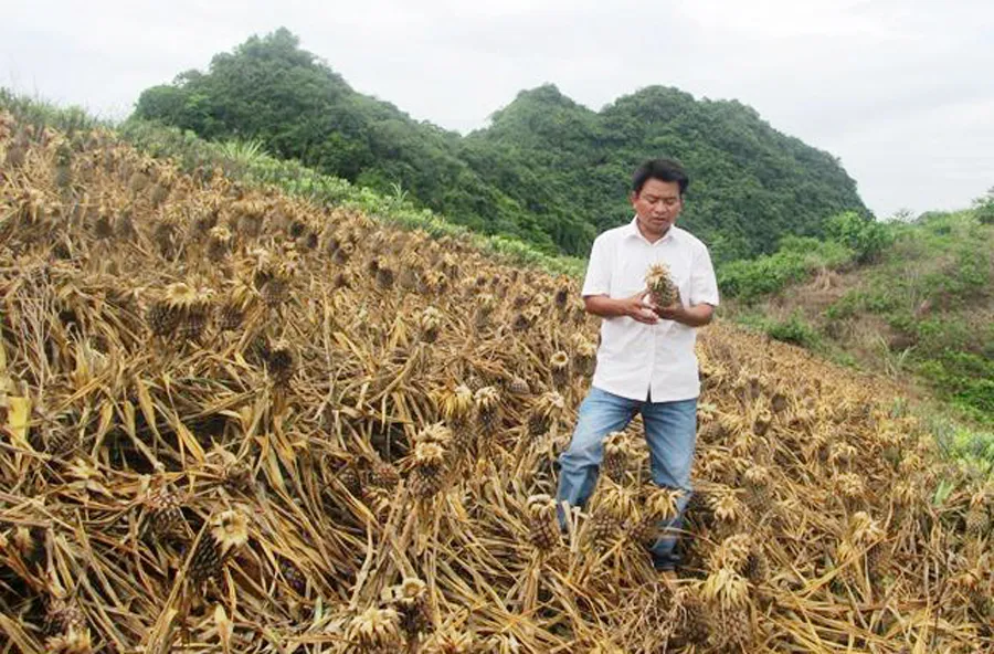 Khẩn trương điều tra vụ hủy hoại gần 4.000m² dứa ở Thanh Hóa ảnh 1