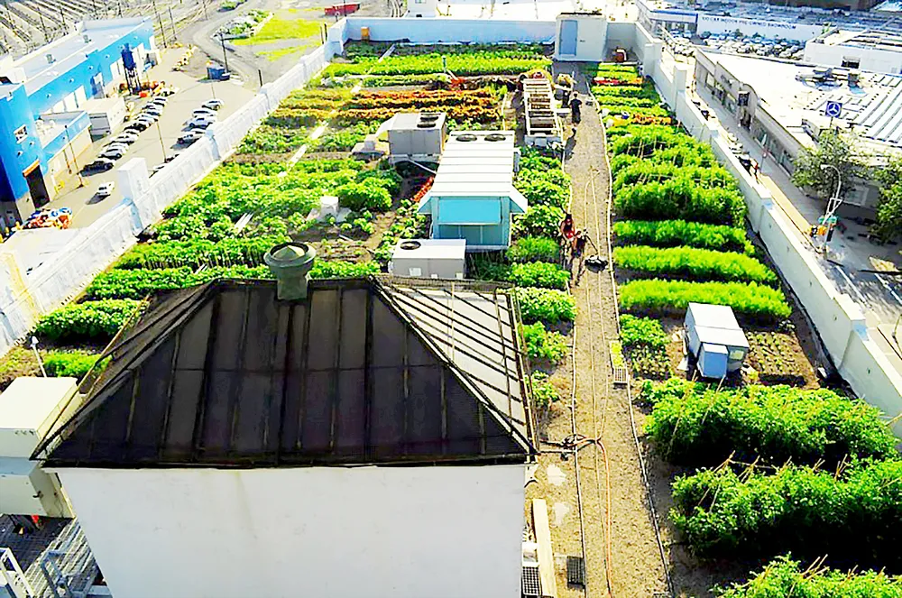 Phủ xanh sân thượng  ảnh 1