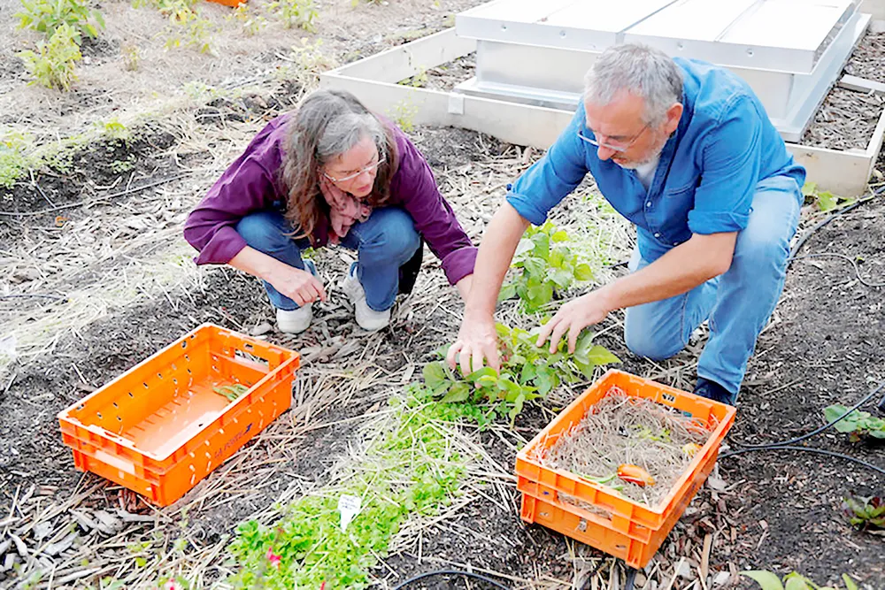 Phủ xanh sân thượng  ảnh 2