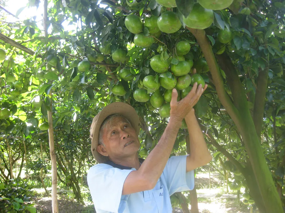 Nông sản vào vụ tết ảnh 1