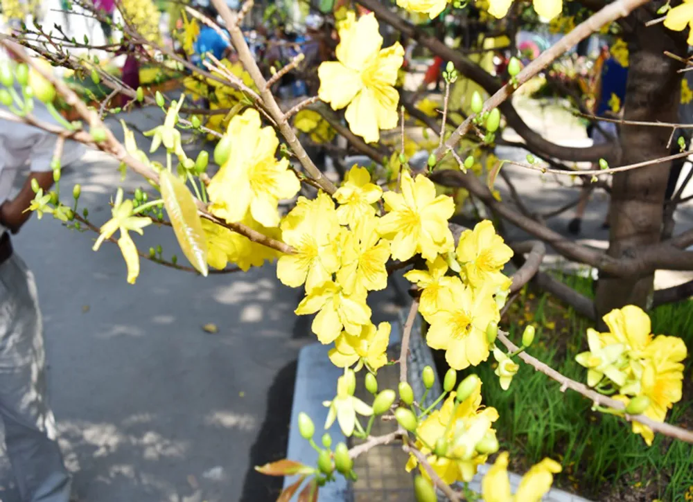 Làng nghề hoa mai giúp nông dân làm giàu ảnh 1