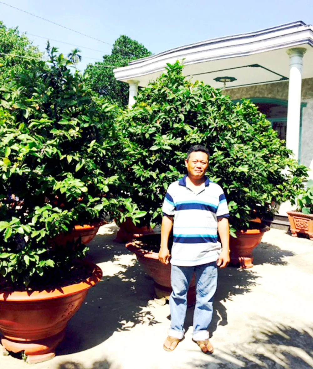 Trồng mai vàng ảnh 1