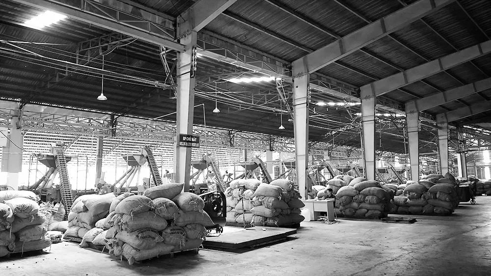 Việt Nam và ngôi vị “Vua hạt điều” thế giới - Bài 2: Cần chiến lược tăng giá trị hạt điều ảnh 2