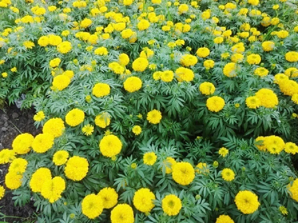 Vạn thọ “hái” ra tiền dịp tết  ảnh 1