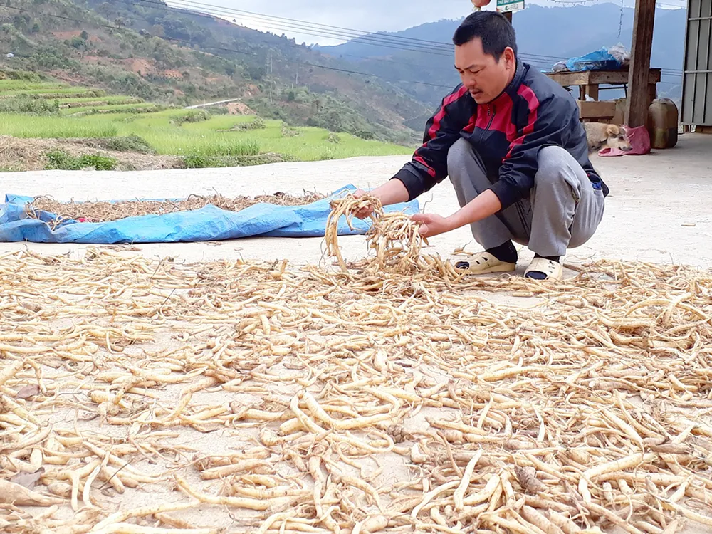 Măng Ri đổi đời từ sâm ảnh 1